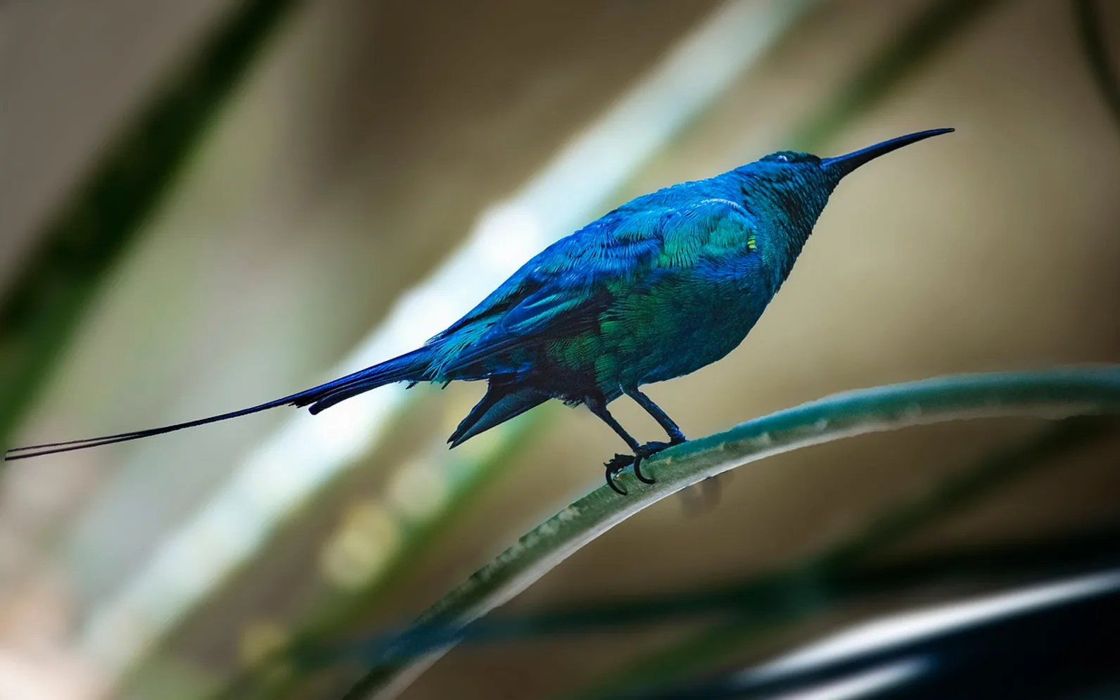 Sunbird, bird and malachite sunbird